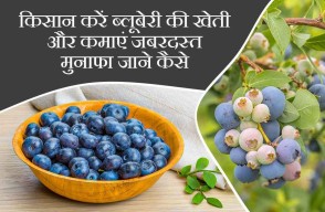 Blueberry Farming: किसान करें ब्लूबेरी की खेती और कमाएं जबरदस्त मुनाफा, जाने कैसे